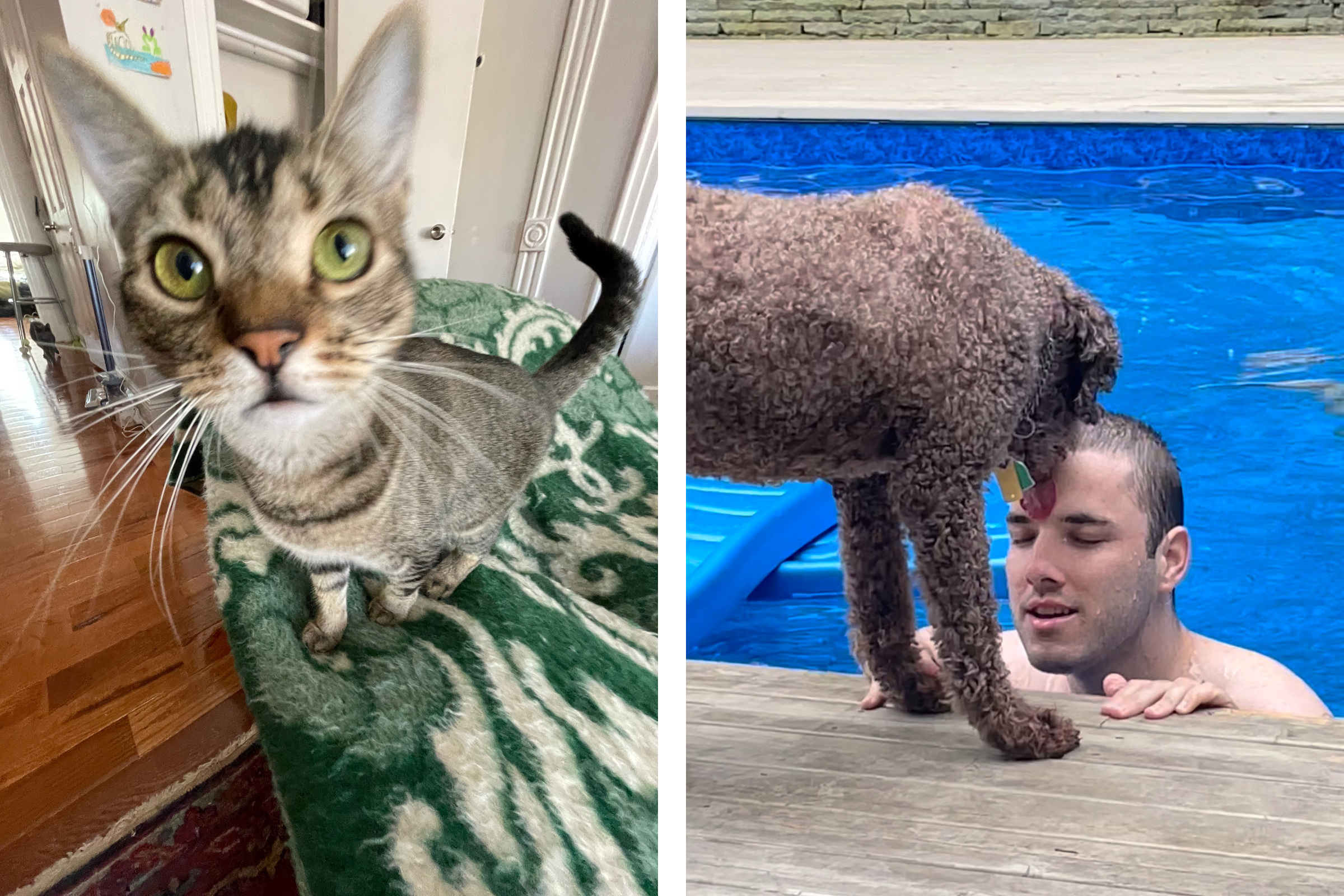 downstairs j's cat, downstairs j with dog in pool