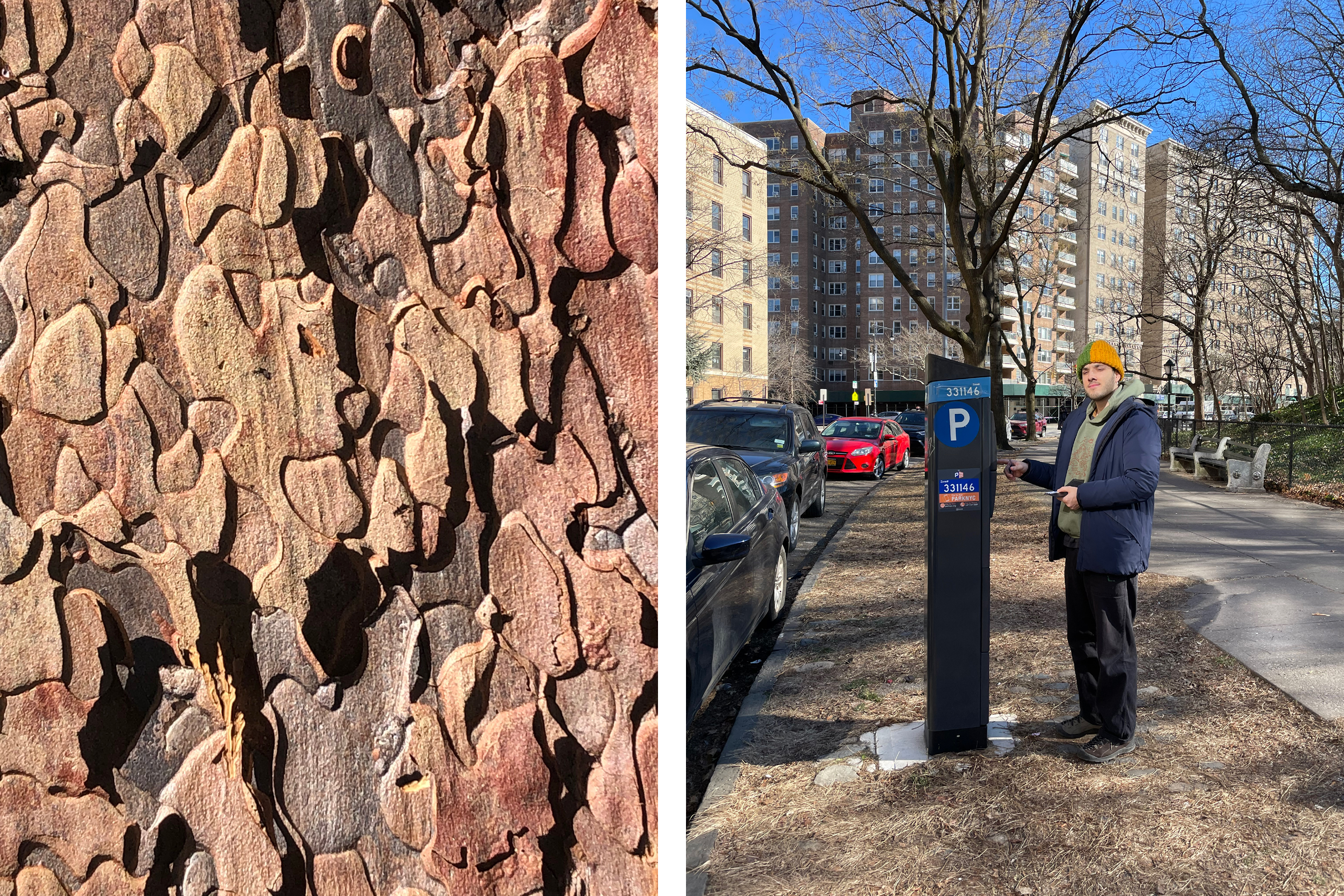 macro of tree bark, downstairs j at parking meter